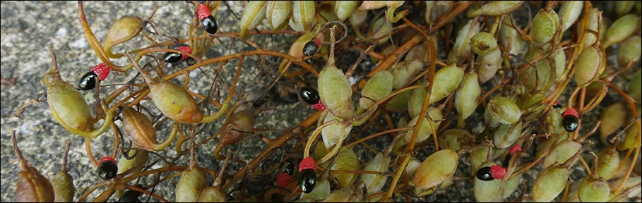 Bocconia frutescens à Baillif